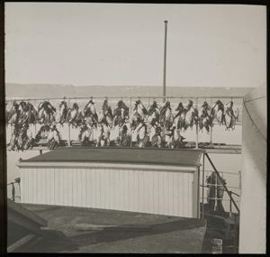 Image of Birds Hanging Up